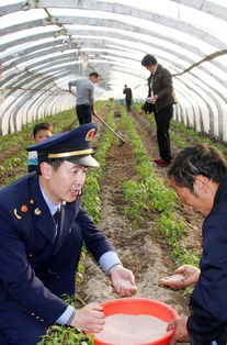 在农村种菜,菜地土壤板结是什么原因 如何解决这个问题