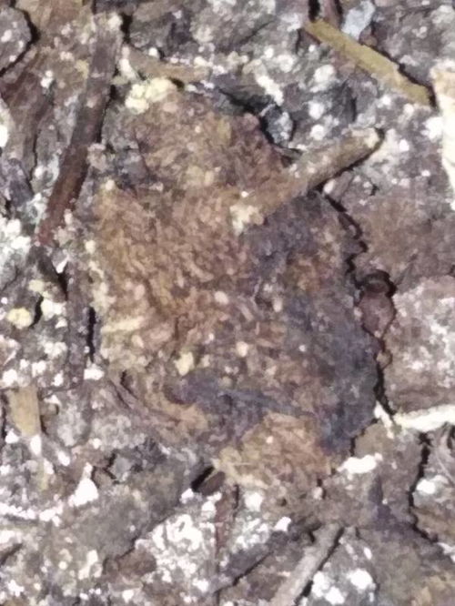 花盆土壤里有非常小的虫子爬来爬去,会危害植物的生长吗
