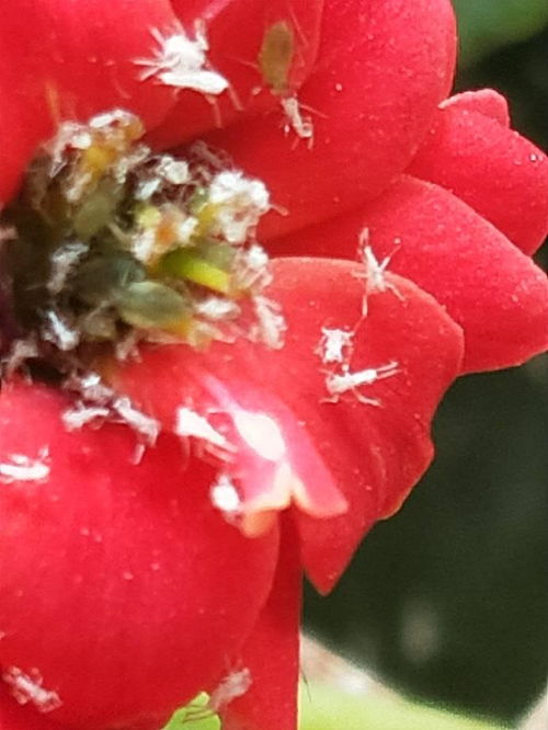 请问这些白白的细小的虫子什么虫呢 花盆里的,密密麻麻,轻轻一吹就会飞起来