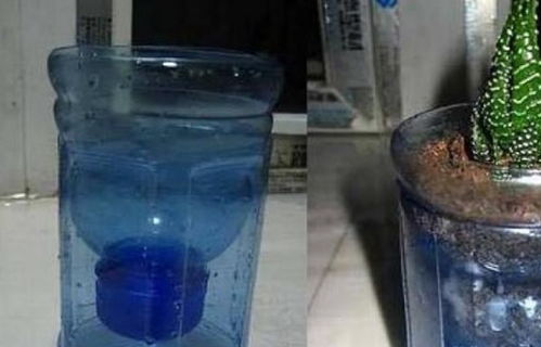 花盆不用买,把矿泉水 可乐瓶剪一剪变养花 神器 ,养啥爆啥