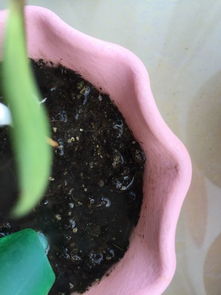土里有特别小的白虫子 一浇水就在水里跳 怎么办