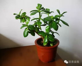 你的玉树盆栽怎么样 人家已经把玉树养成盆景了