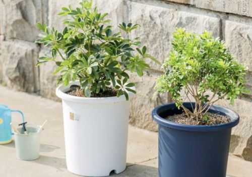 椰砖可以直接种花吗、低盐椰砖可以直接种花吗