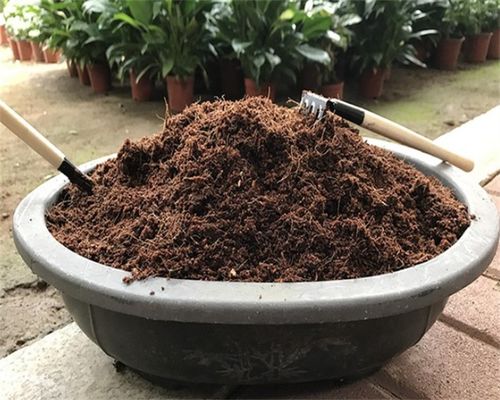 椰砖土适合养什么植物 别乱使用,不然容易沤根腐烂