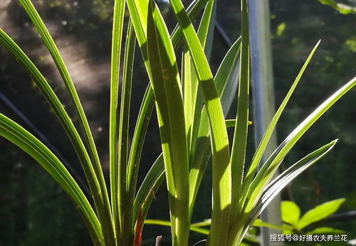 兰花使用多菌灵,是喷叶面好 还是灌根佳 兰友 还有第三种用法