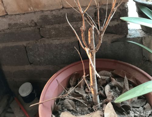 公认最难养的花,家里养不好,扔门口呼呼开花