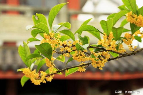 春季移栽桂花,注意这三项,成活率高