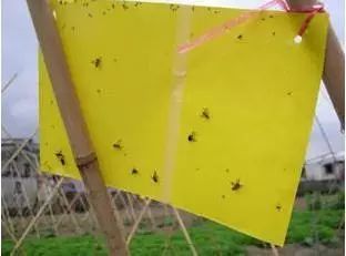 营养土小飞虫怎么消灭小窍门-彻底消除花土小黑