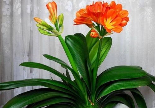 君子兰侧芽什么时候可以移栽、君子兰出侧芽怎