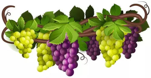 SuperWine葡萄酒展活动 主流红 白葡萄品种品鉴区分