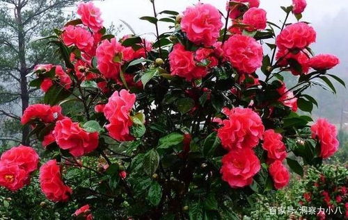 茶花土加 一料 ,不烂根不黄叶,蹭蹭冒芽笋,独苗变群花老桩