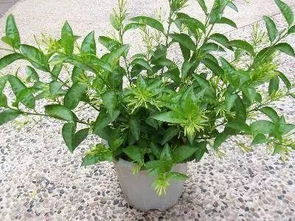 这6种花都是有毒的,家有孕妇小孩的千万别养,不然后悔都来不及