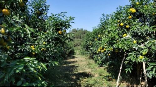 果树怎样调节大小年,果树施肥用什么肥料好