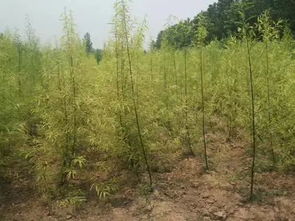 苗农注意了 秋季栽植 五不宜