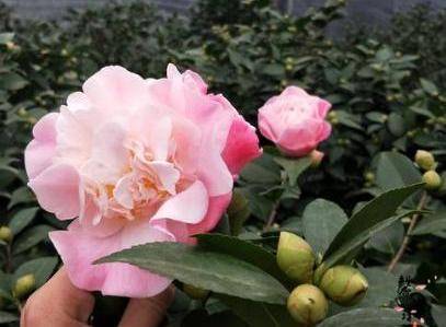 北方养茶花不好养 试试此 品种 ,每到冬季必开花,四季好养