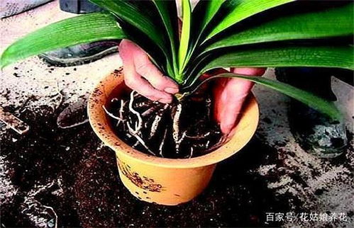 君子兰烂根后,四部大拯救,烂根冒新芽,花开鲜艳