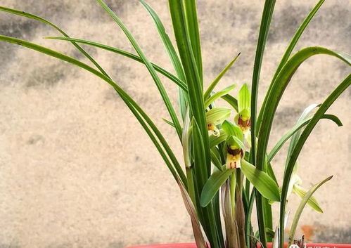 秋天种植兰花,营养土怎么配制 用这3种材料,兰花生根更健壮