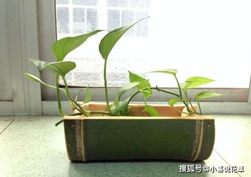 乡村常见物件 石头 木头,制成花盆养花,再合适不过了