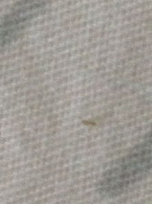 床上一毫米左右的小白虫,也有浅褐色,有图,到底是什么东西啊 