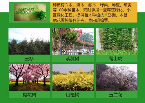 牵牛花批发价格 阳泉牵牛花 雅仕阁绿化苗木基地
