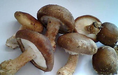 买香菇,别计较钱,只挑大就不对 菇农 牢记3点,新鲜还营养 饺子