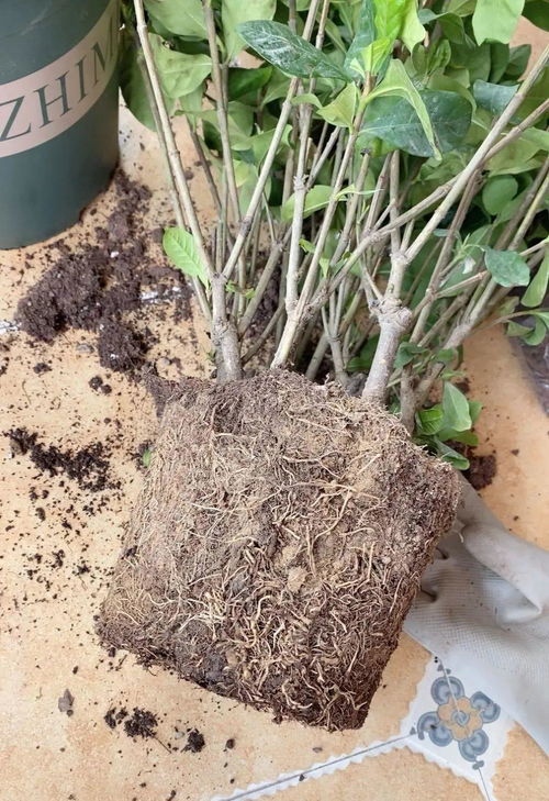 黄泥巴土种栀子花,必须换盆,不然花都憋死了
