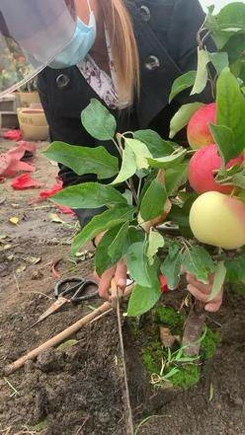 苹果盆栽换盆教程 果树盆栽 换盆换土 