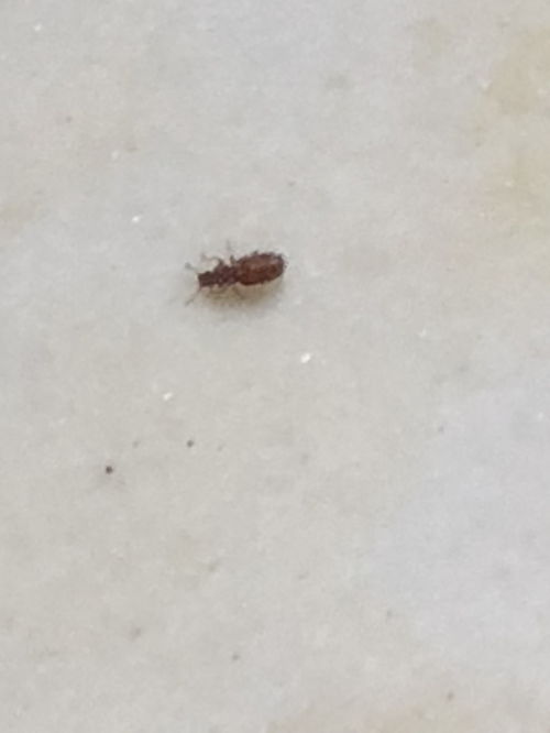 家里出现很多很小的虫,这是什么的幼虫