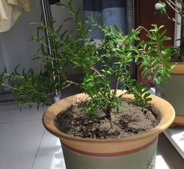 养一颗石榴树,一起把五月的令花带回家