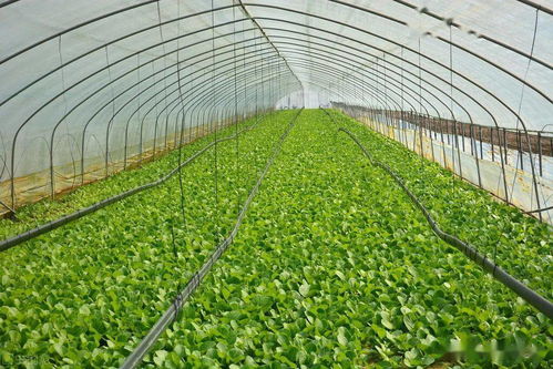 老菜农有新技术 一年三种三收,亩收入超8万