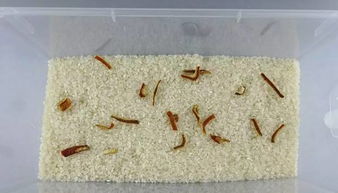 夏天大米容易长虫子 学好这招天然驱虫法,让它们彻底消失