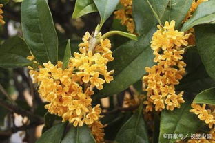 北方可以养桂花吗