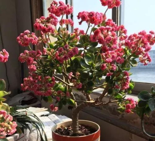 耐干旱的5种花,夏天就怕多浇水,容易烂根黄叶