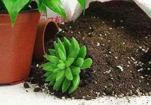 花盆里种花的土壤怎么消毒