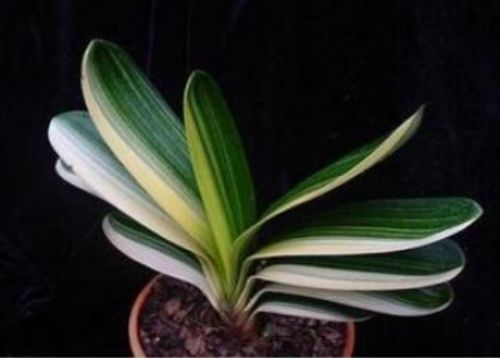 怎样移植君子兰小苗