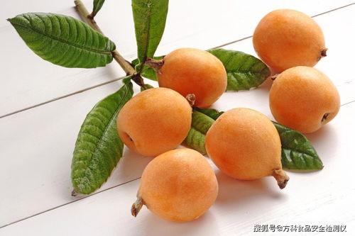 使用土壤肥料养分速测仪为枇杷施肥