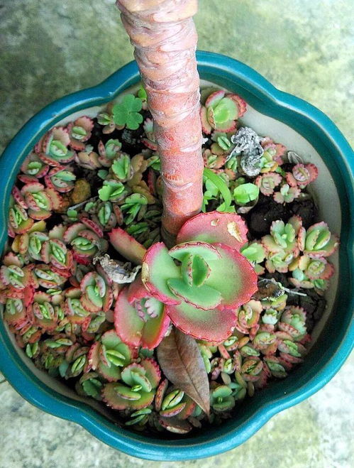 这花养一棵就够了,越剪越长,栽门口直接长成一棵树
