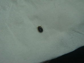 虎皮鹦鹉常见疾病