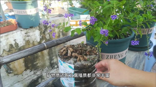 营养土与园土,谁更适合养花 有好处也有坏处,网友 难怪养不好