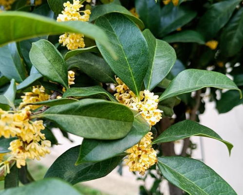 养桂花,室内盆栽12月牢记4点,花开满枝,满屋飘香
