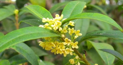 冬季桂花干叶落叶,原因有4个,合理调整处理,它还是一棵好花