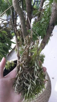 请教下这棵树怎么了,这个星期开始一天天的枯萎,能救活吗