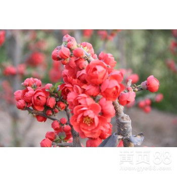 长寿冠海棠土壤要求