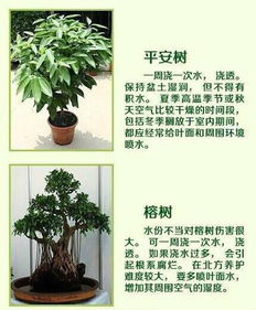 家居绿植养得好,浇水 和种植方法很重要