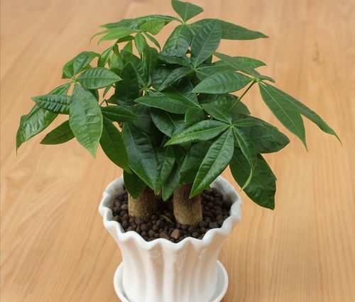 养5种花,别用大花盆,小盆会养得更好