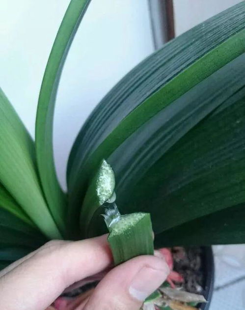 君子兰花谢后,2件 小事 要做好,否则明年花少不开花