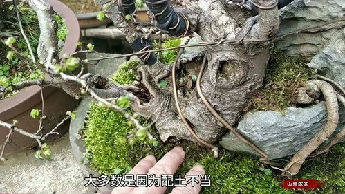 花卉盆景正确配制土壤的方法