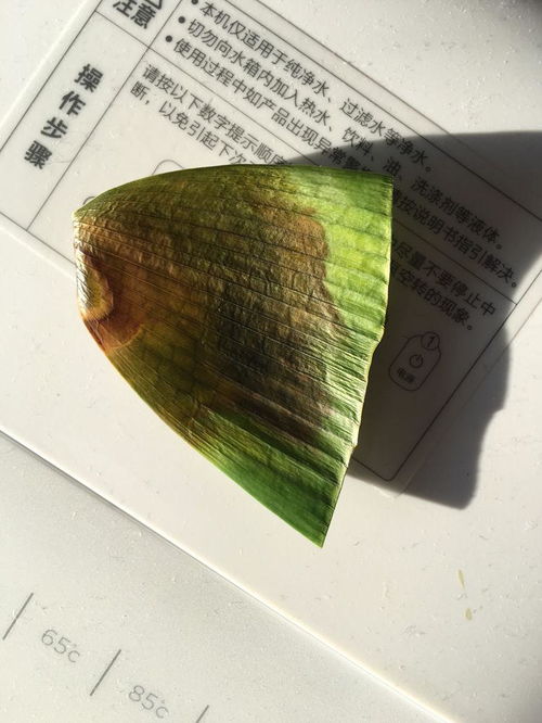 君子兰叶尖干枯发黄怎么回事 