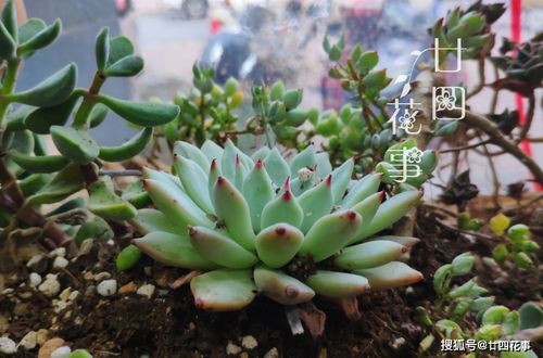 养多肉有禁忌,4种土不能用,6种水不能浇,不注意烂根活不长