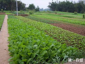 土壤老化怎么办 菜地土壤改良和培肥技术